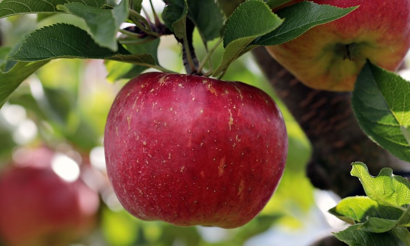 Fruit Trees in Garden